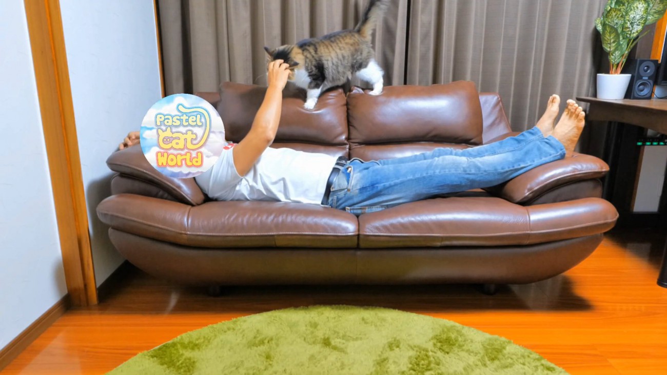 頭をなでられる猫