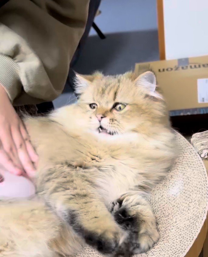 口半開きでブラシされる猫