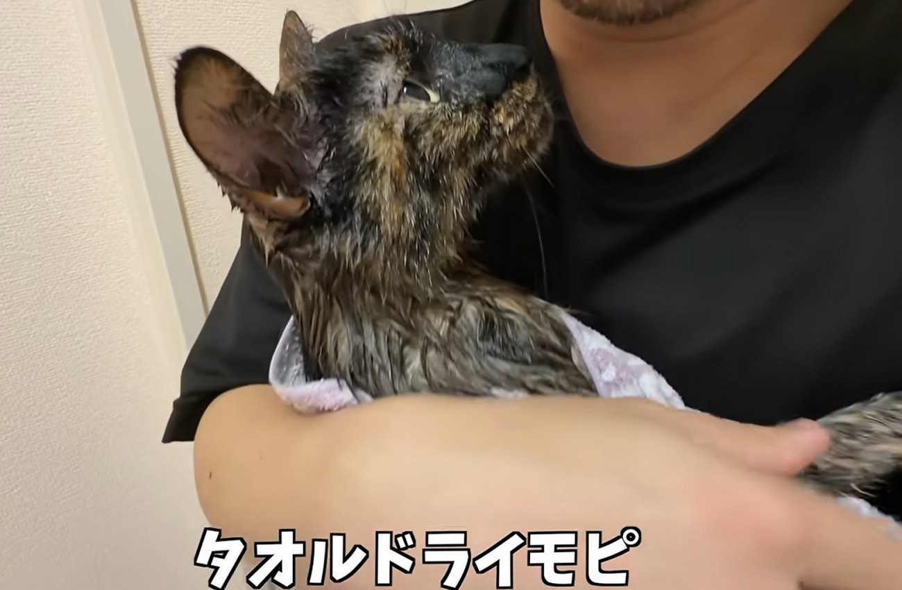 抱っこされる猫