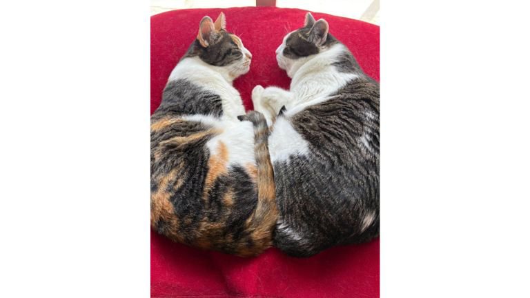 寝ている猫