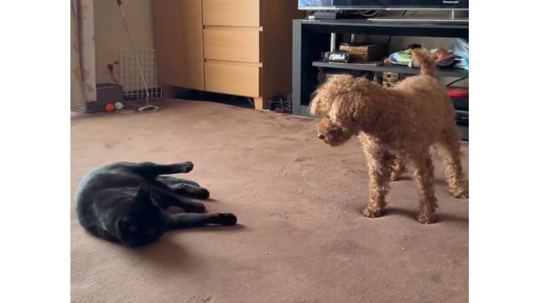 室内にいる猫と犬