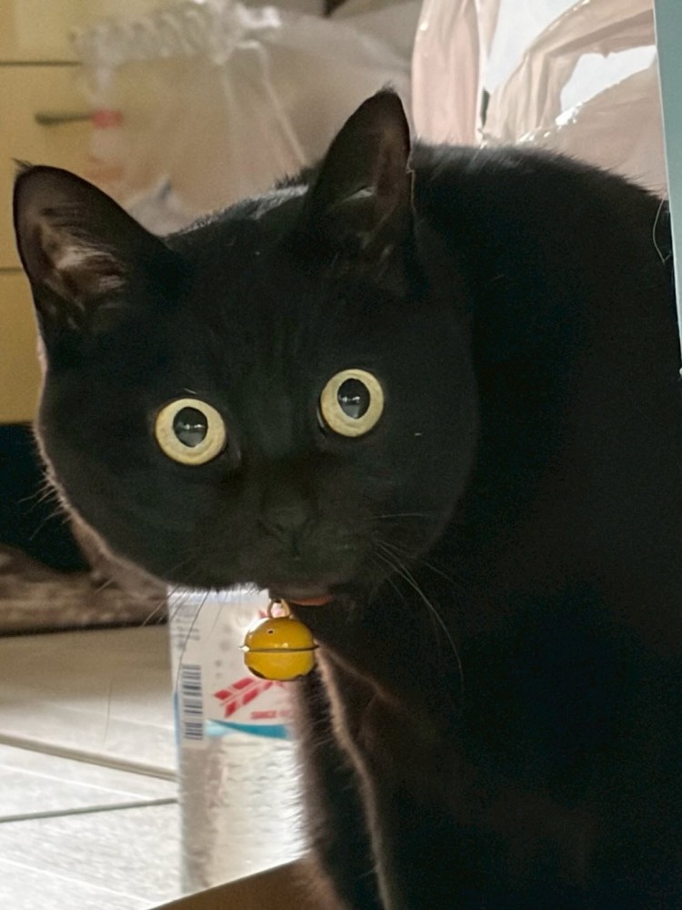 目を丸くする猫