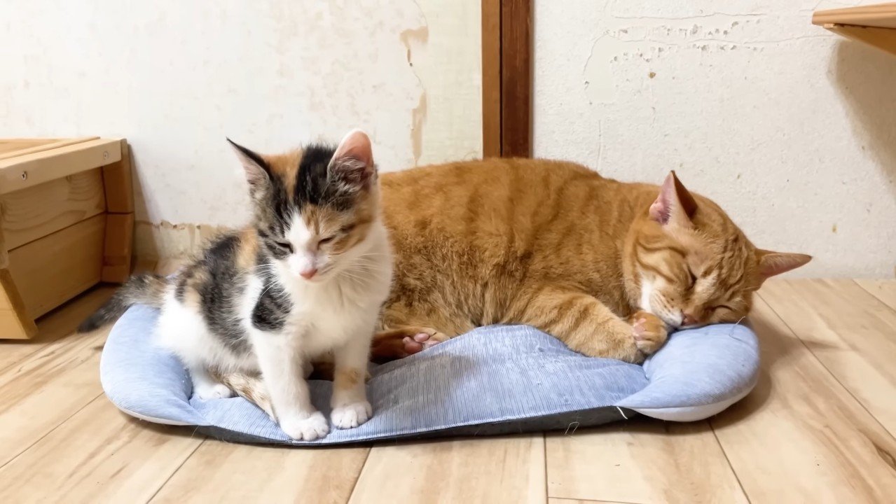 目を閉じる三毛ちゃん