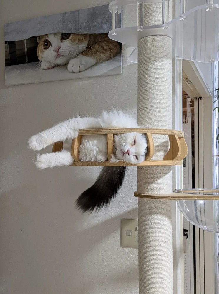 キャットタワーの手すりに顔をはめて寝ているスコティッシュフォールド