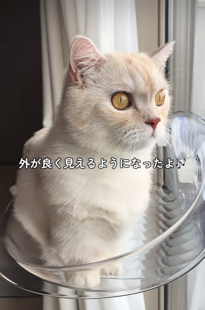 猫用ハンモックに乗るミヌエット