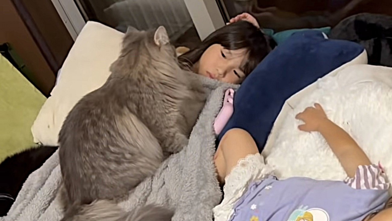 ジッと姉の顔を見る猫（背中ver.）