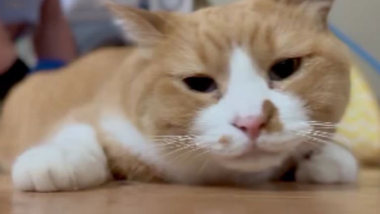 ブラッシングされている猫