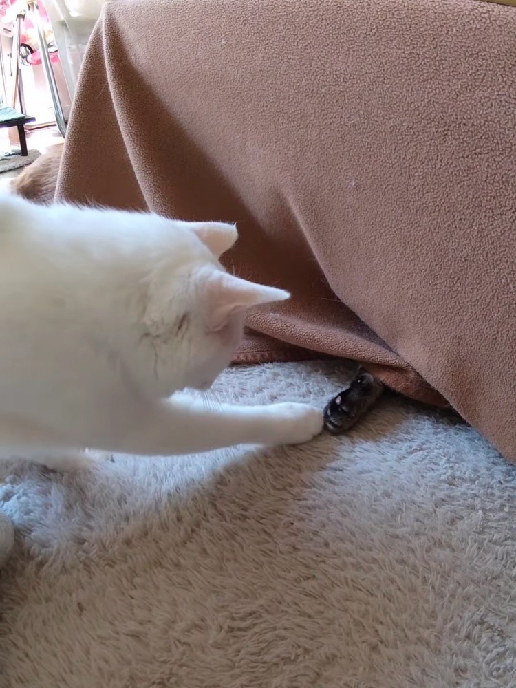 黒い物体を触る猫