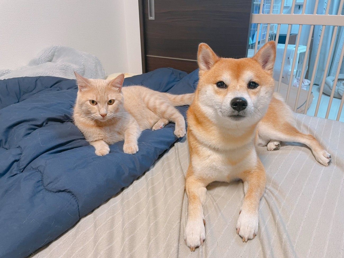 寝そべる猫と犬