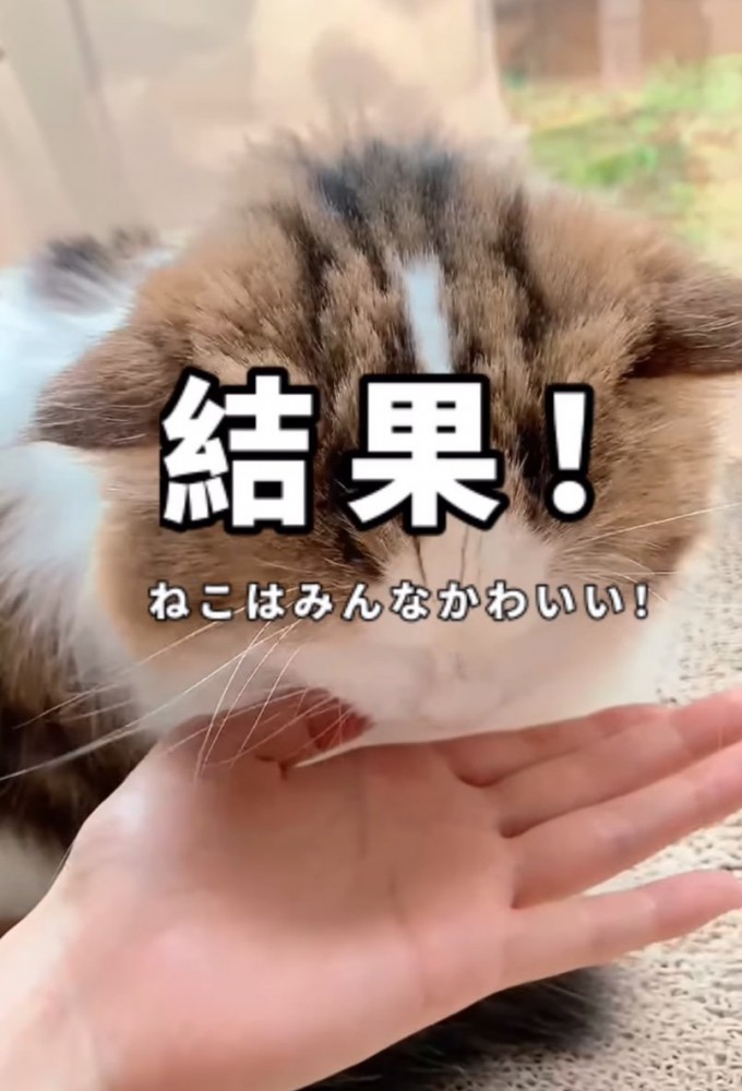 おやつを食べる猫