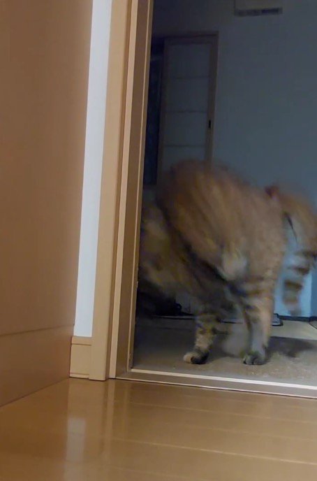 部屋の奥へ駆け出す猫