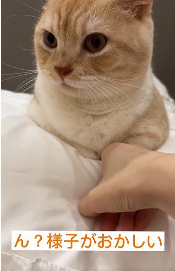 猫の胸元を触っている人