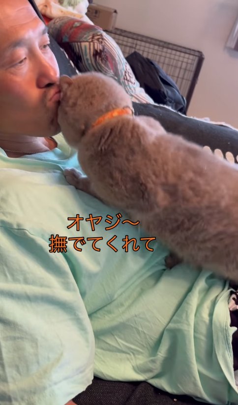飼い主のあごに頭をぶつけている体勢を低くした猫
