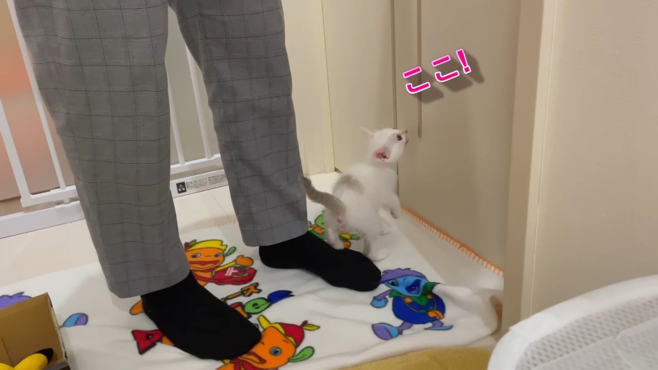 ここ！