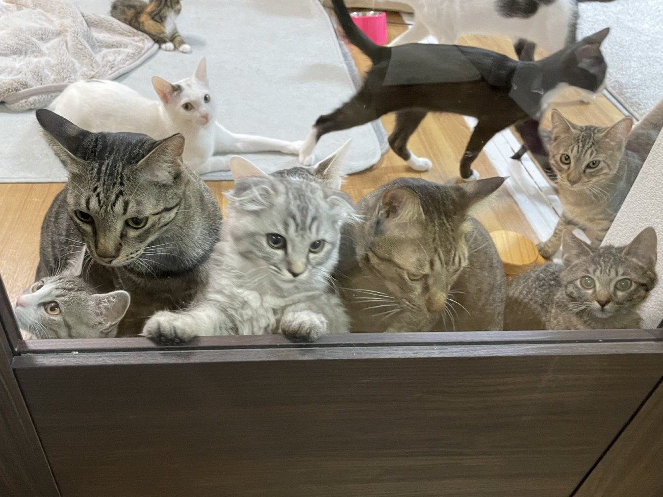 猫たちがご飯を待ってドアから覗いている様子