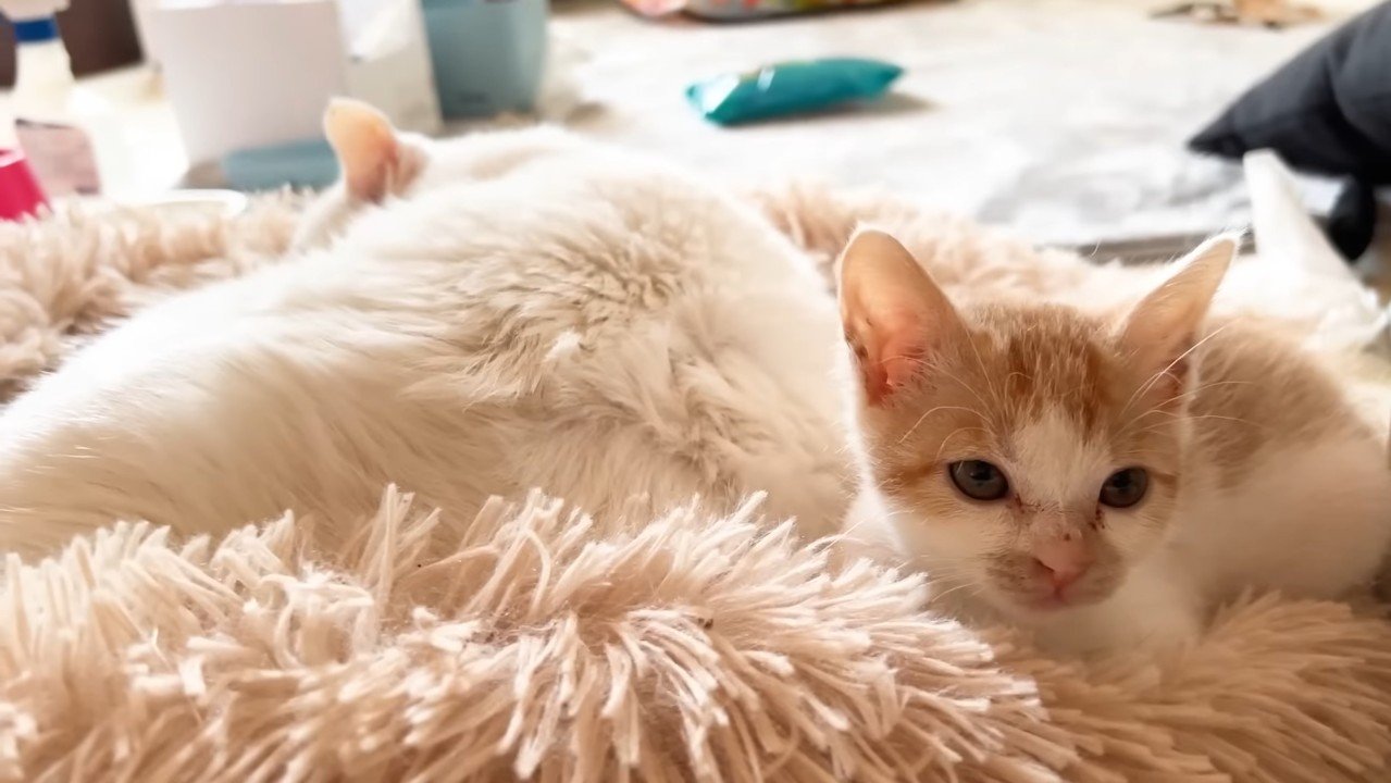 寄り添う子猫