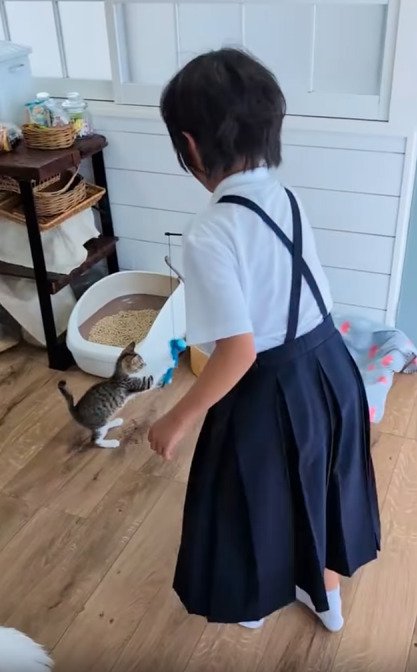 おもちゃで遊ぶ子猫