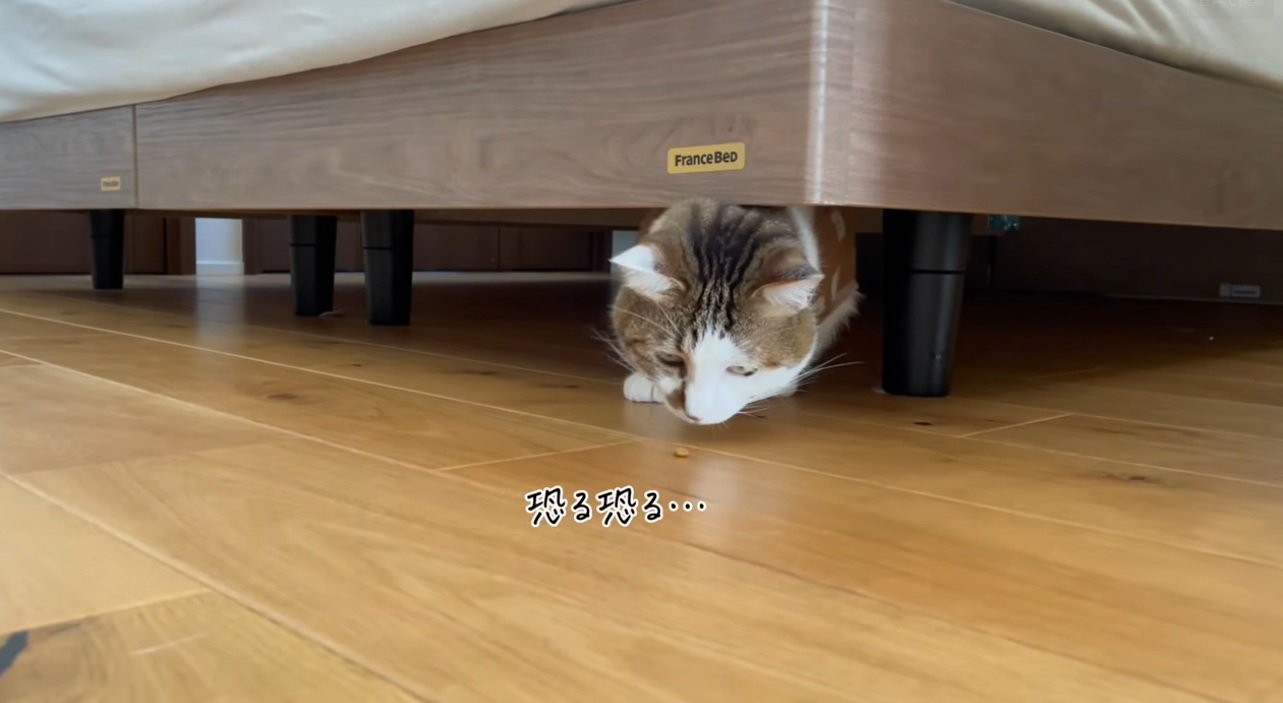 ベッドの下に隠れておやつを食べる猫