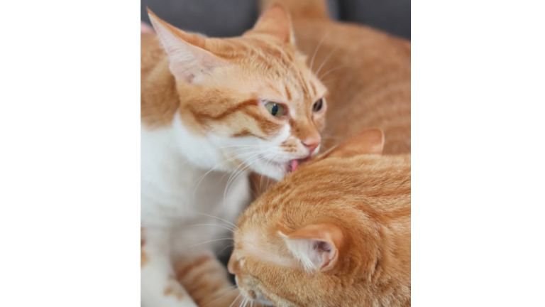 室内にいる猫たち