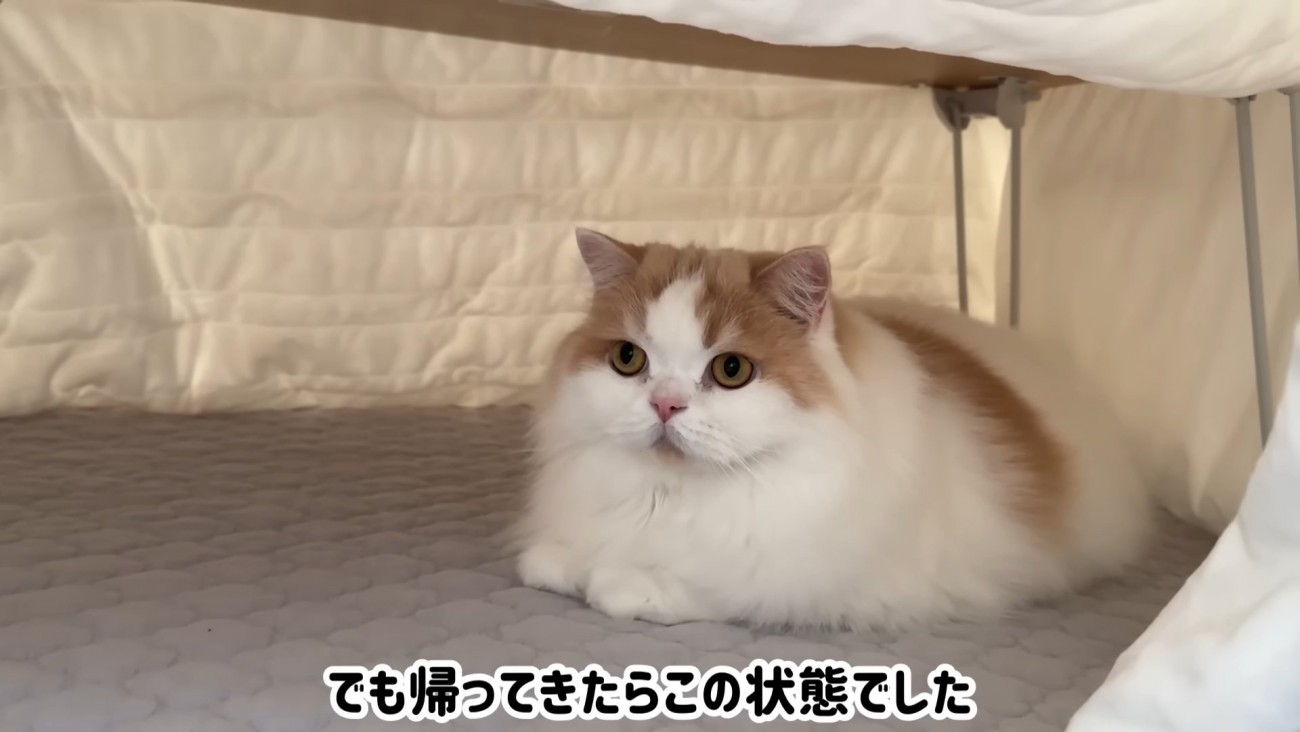 コタツの中でまったりする猫