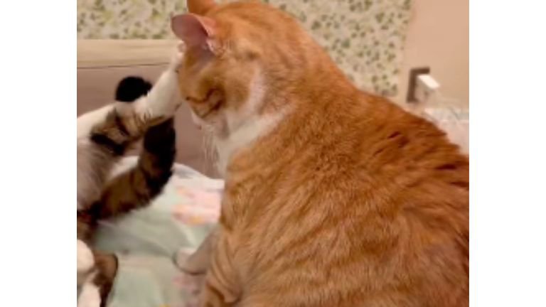 ケンカしている猫