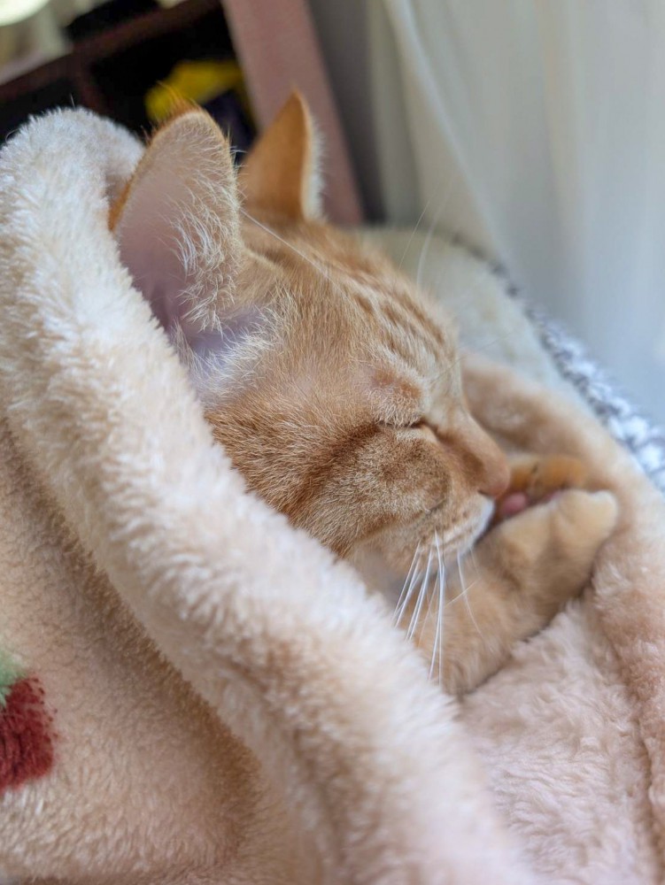 頭から毛布をかぶっている茶トラ猫の横顔