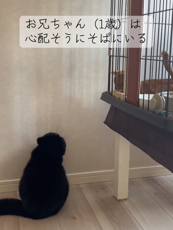 ケージを見る黒猫