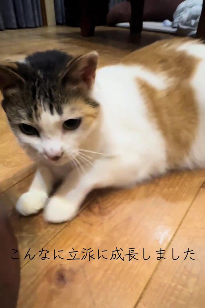 横になる成猫