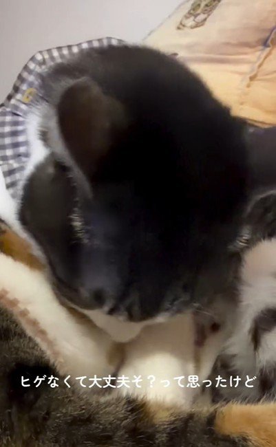 猫に毛づくろいをしている猫