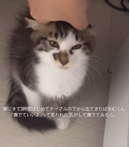 こちらを見つめる子猫