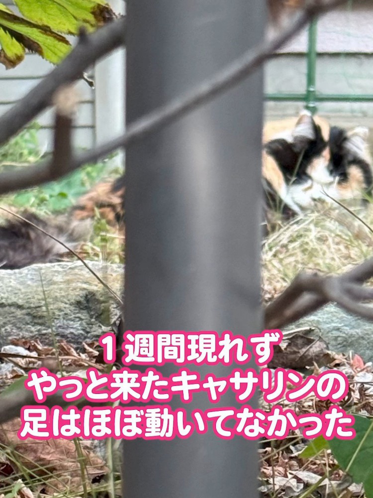 外でうずくまる猫