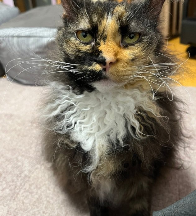 カメラ目線の猫