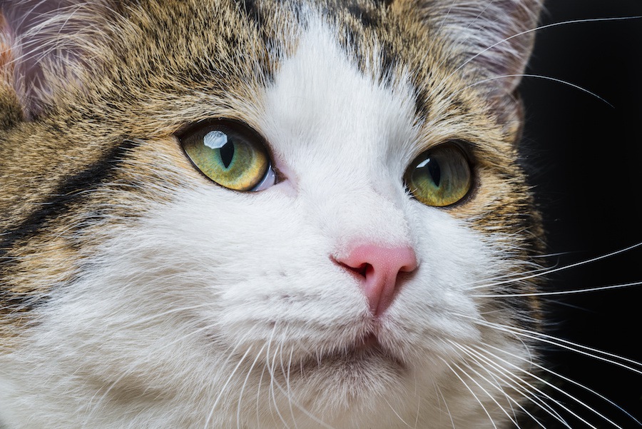 イケメン猫が勢ぞろい！カワイイだけじゃない猫の画像５選