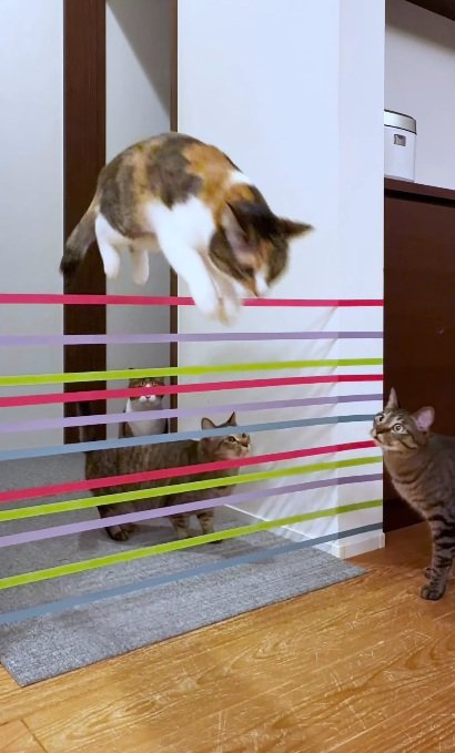 家の中に張ってあるテープを跳び越す猫