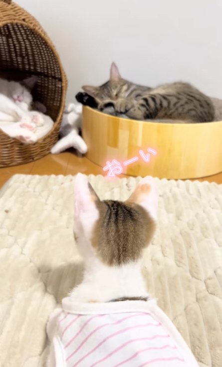 首を伸ばして寝ている猫を見つめる子猫