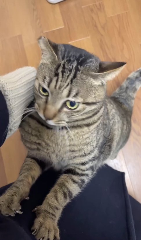 飼い主の足に前足をかけて立っている猫