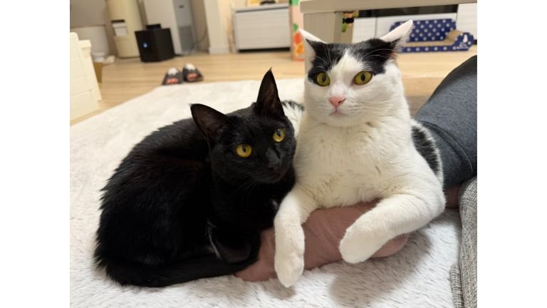 室内にいる猫たち