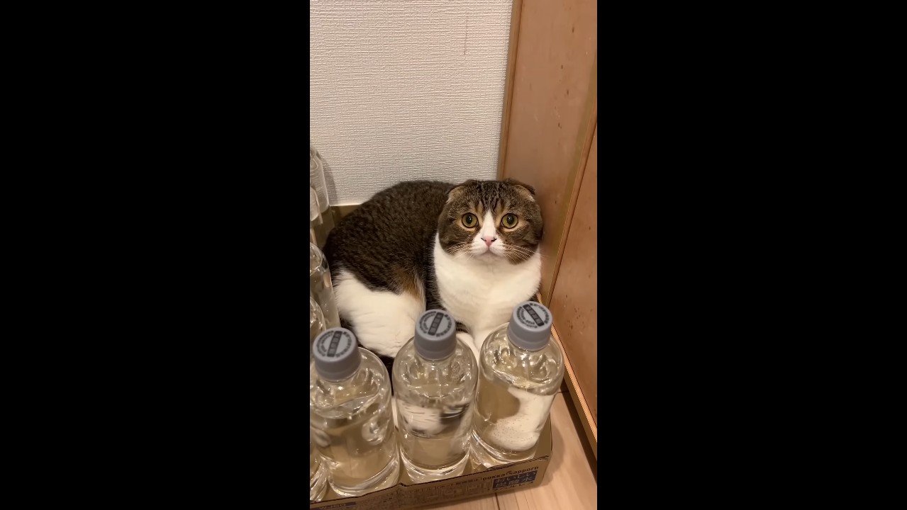 少し上を向いた姿
