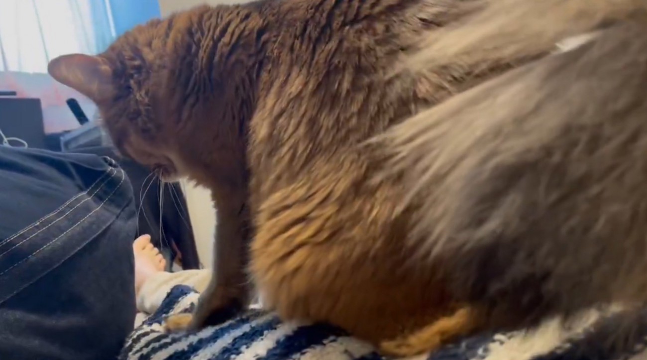 飼い主の体の上に乗って前足を動かす猫