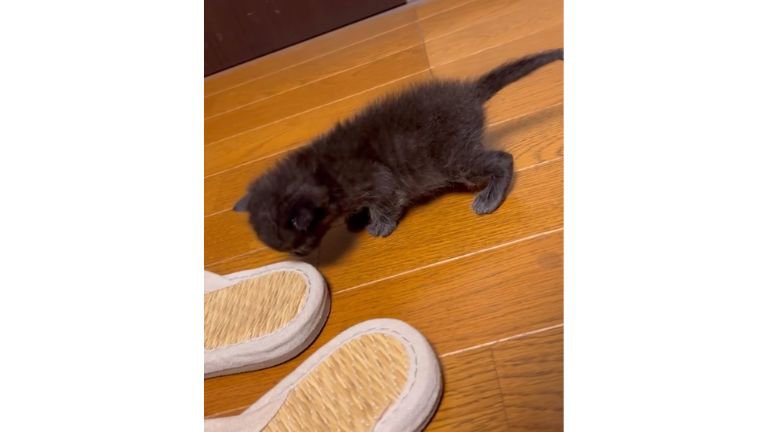 室内にいる猫