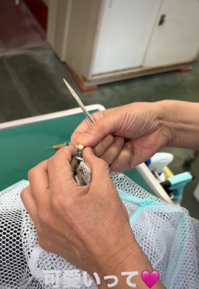 ネットに入れられる子猫