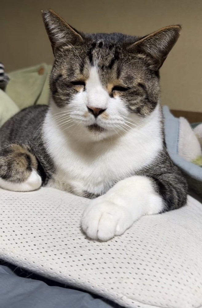 布団の上で眠いのを我慢するキジ白猫