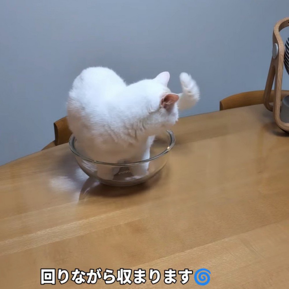 ボウルの中で回って歩く猫