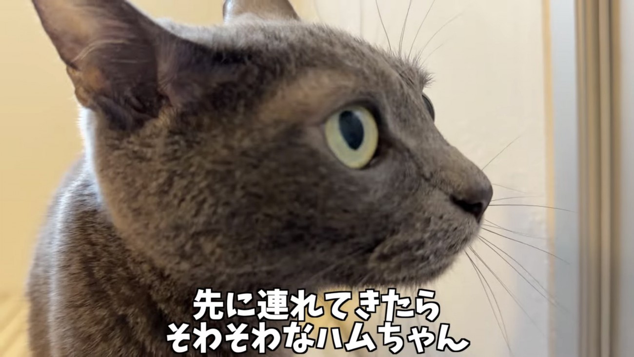 「先に連れてきたら...」のテロップ写真
