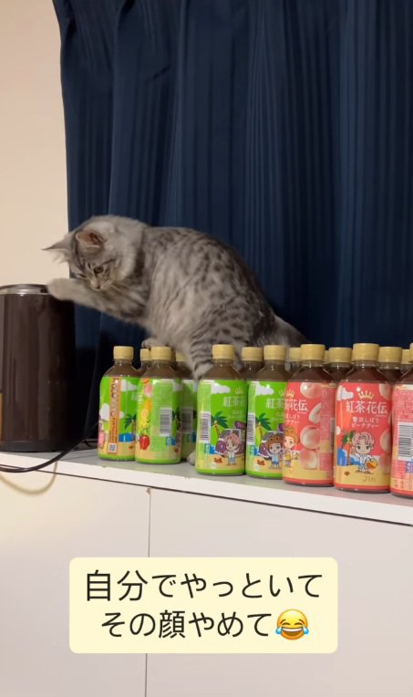 ペットボトルを気にする猫