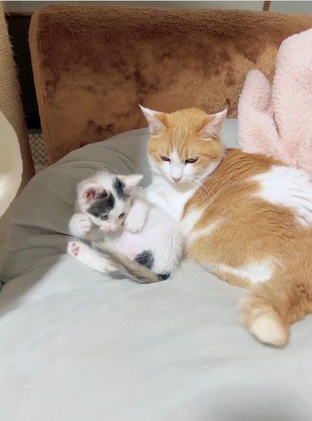 横並びになっている猫と子猫