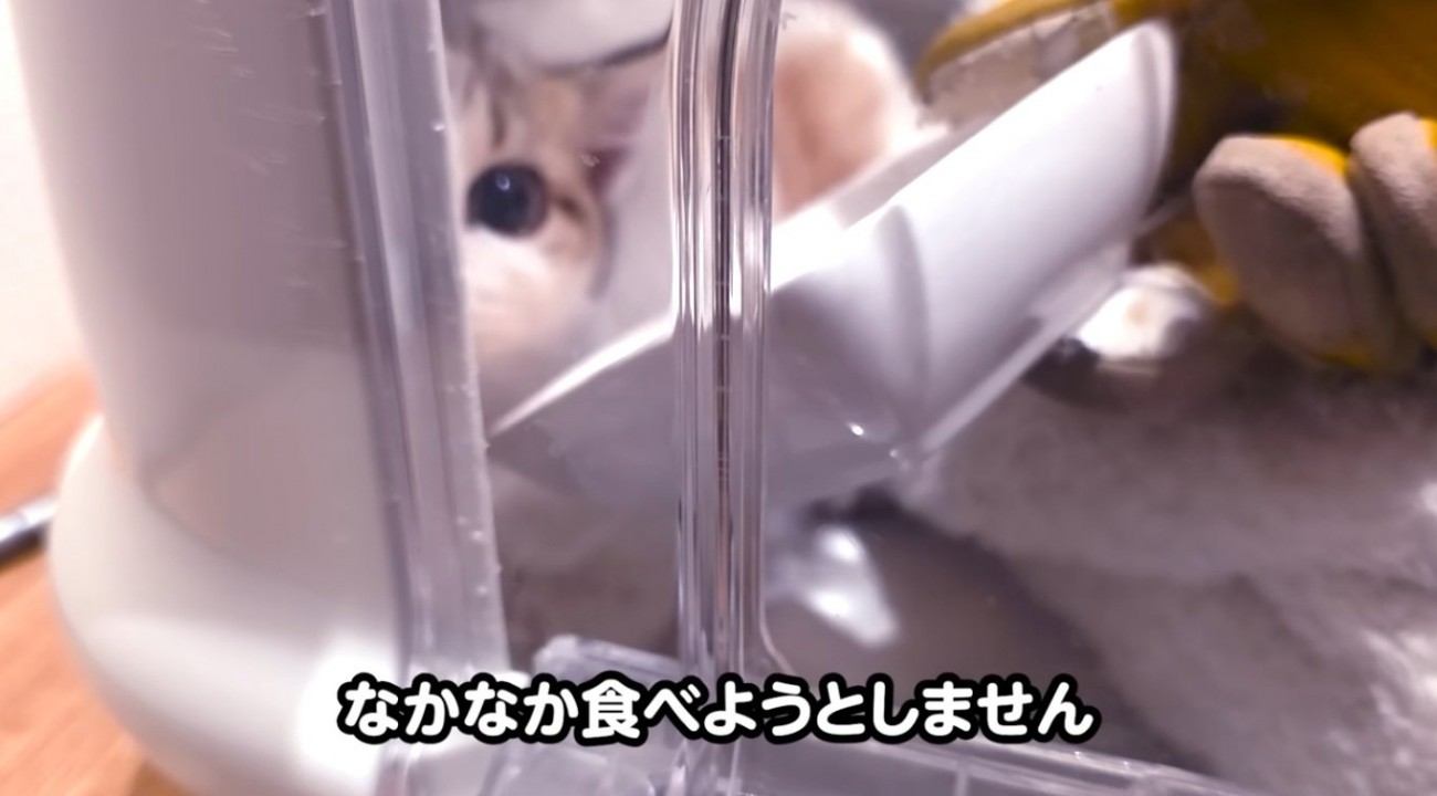 キャリーの中にいてご飯を食べない子猫