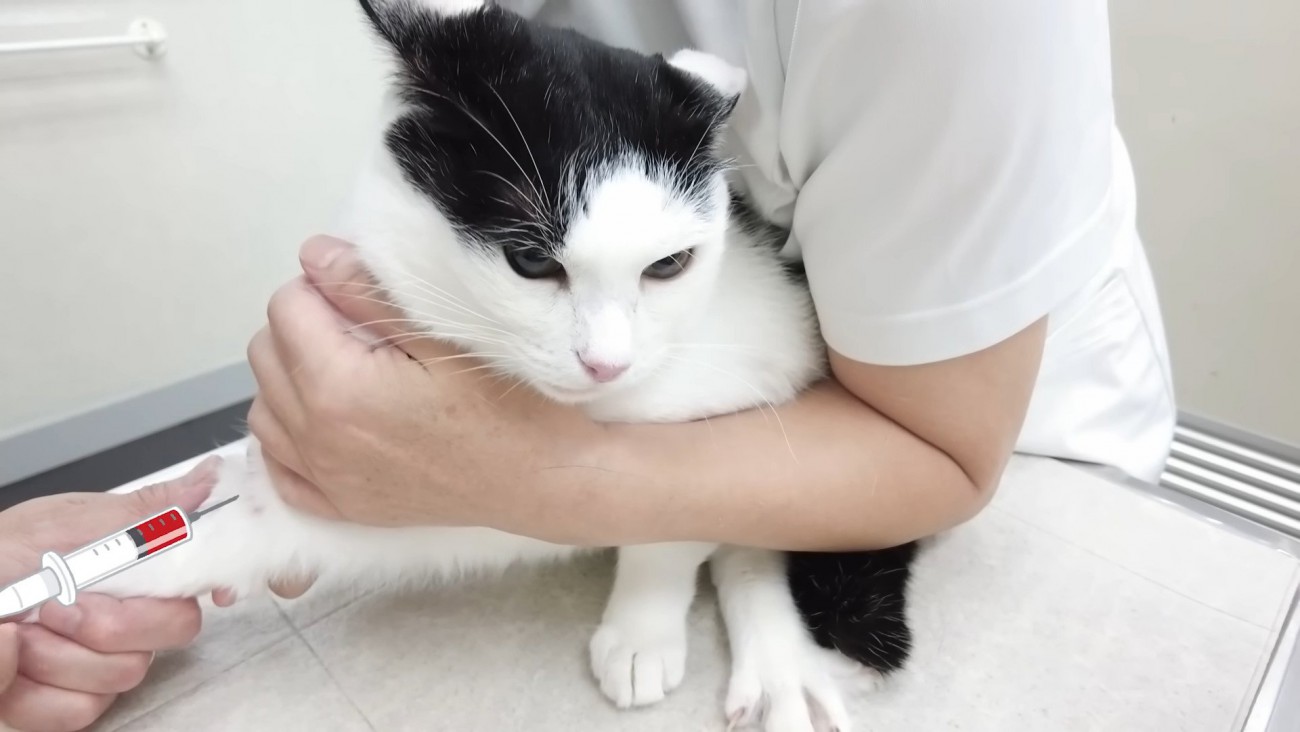 採血中のホルンくん