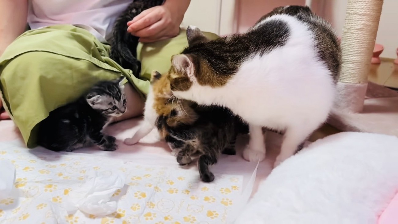 子猫の匂いを嗅ぐ保護猫