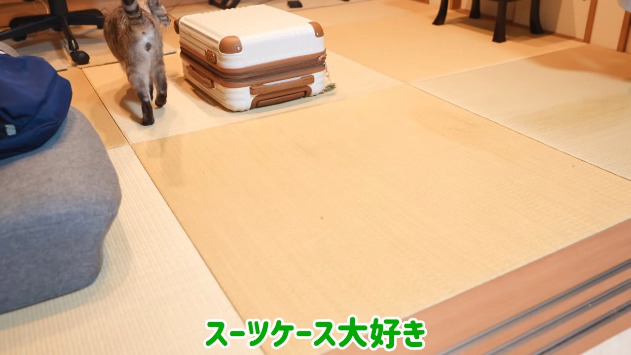 スーツケース大好き